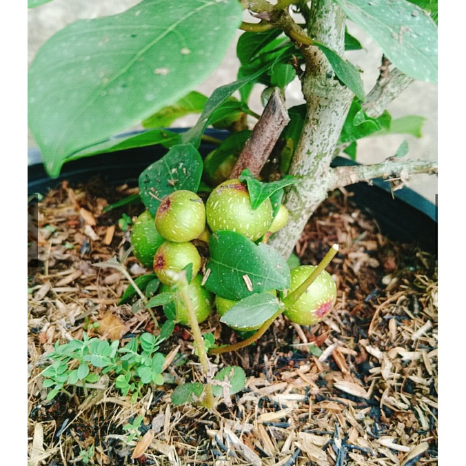 Sung Cảnh Siêu Quả. Sung Bonsai
