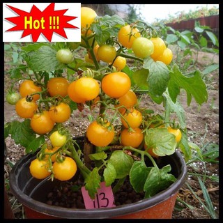 Hạt giống Cà chua bi lùn vàng (20 hạt)