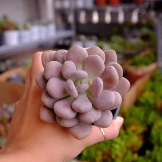 (PURPLE MOONSTONE) SỎI MẬP TÍM LỚN