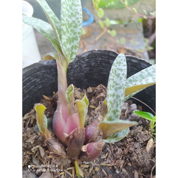 Cây sen đá hồ lô