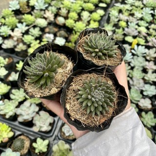 Sen đá nhím đen. sedum đen