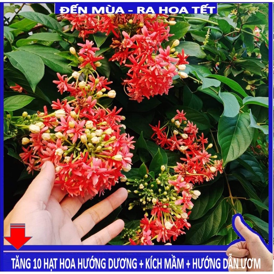 Shop 1k - Hạt giống hoa sử quân tử GÓI 10 HẠT (tặng kèm Thuốc kích mầm + 5 hạt hướng dương lùn siêu bông)