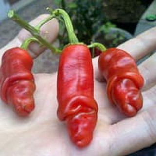 Hạt ớt CU TÍ Pepper 15H