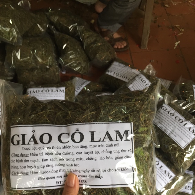 giảo cổ lam