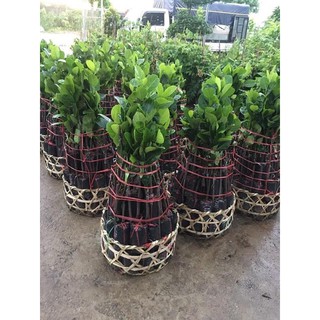 Cây mít thái siêu sớm