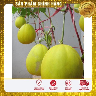 Hạt giống Dưa Kim Cô Nương ( 10 hạt)