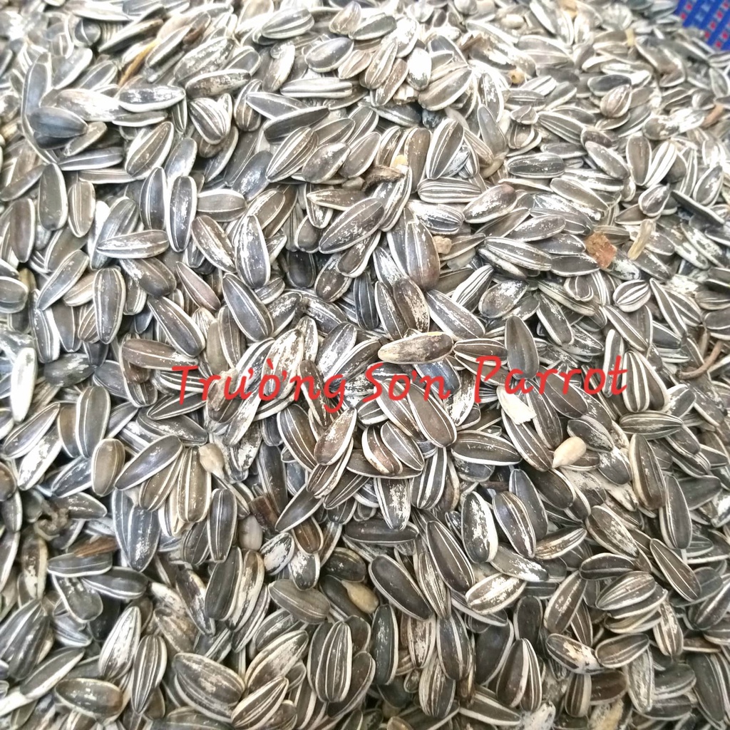 HẠT HƯỚNG DƯƠNG TƯƠI SIZE TRUNG gói 500g