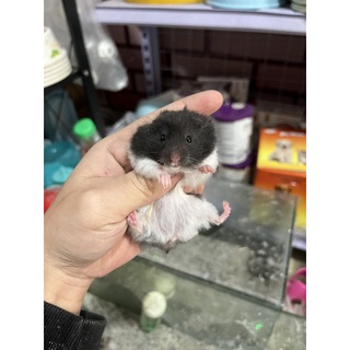 Chuột Hamster Bear màu bò sữa