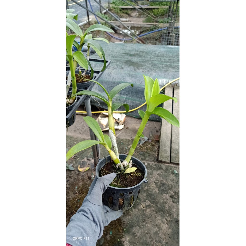 Chậu cây lan dendro nắng tai Thỏ Đỏ - Hoa bền, màu sắc tươi sáng rất lâu tàn