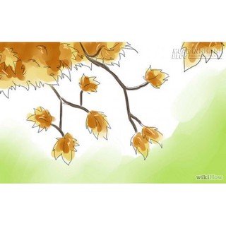 HẠT GIỐNG CHERRY CÁC LOẠI - 1 GÓI