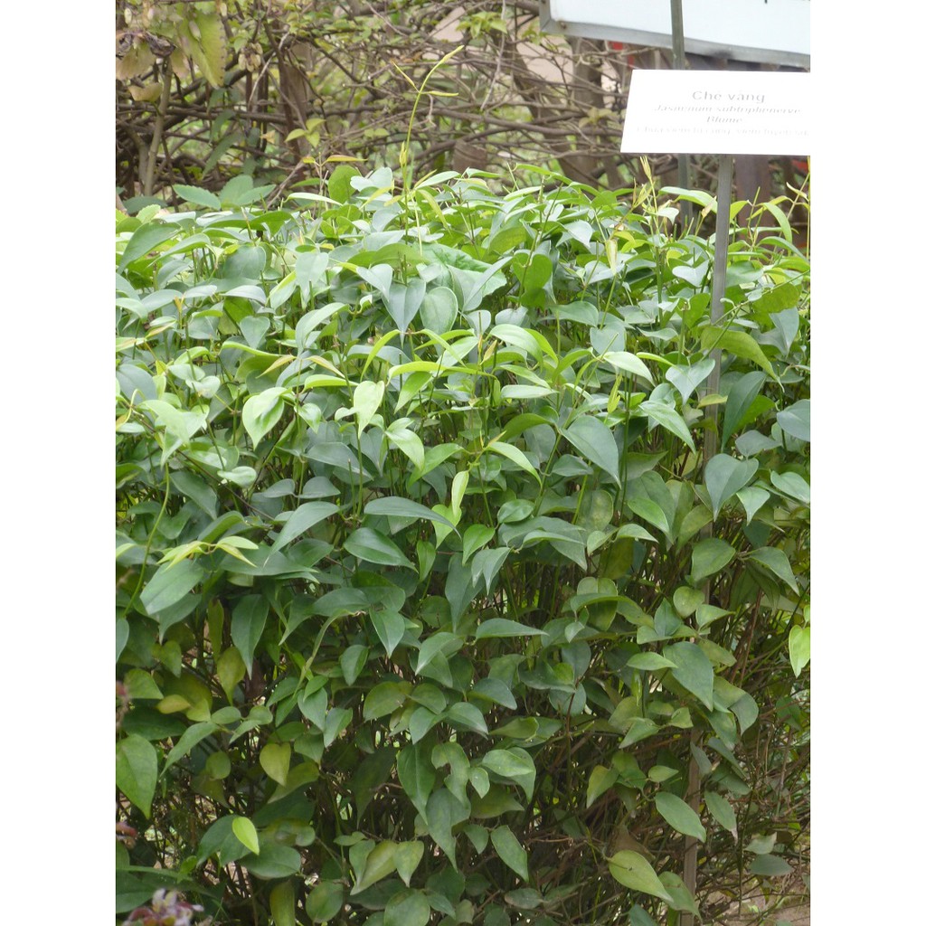 ☑️1KG Chè vằng khô