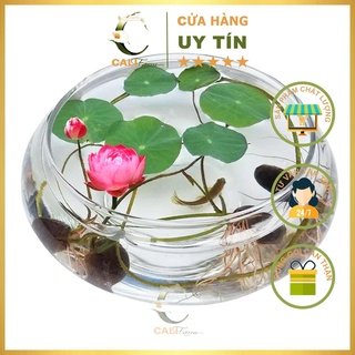 Hạt Giống Hoa Sen Mini Nhiều Màu RD 846