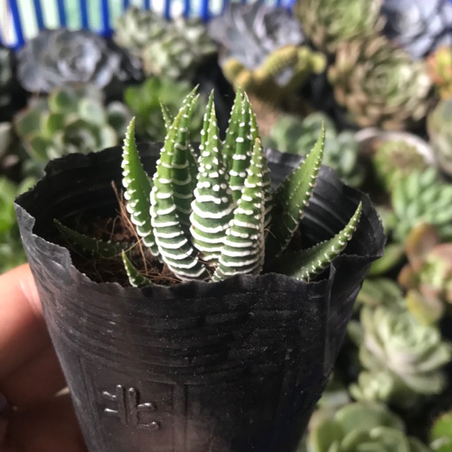 Sen Đá Móng Rồng Size Nhỏ