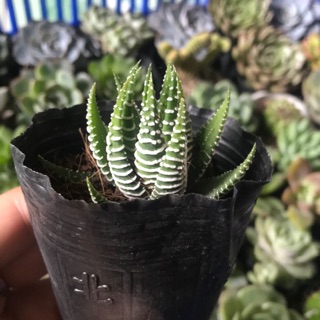 Sen Đá Móng Rồng Size Nhỏ