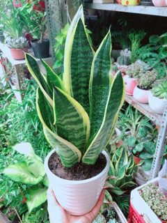 Chậu Cây Lưỡi Hổ