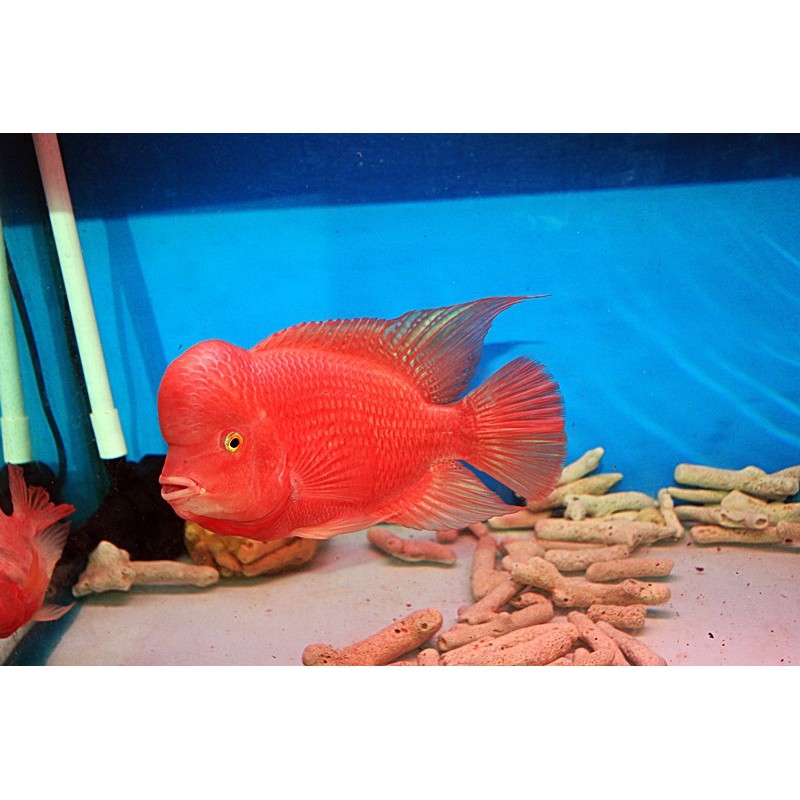 BỘT CAROPHYLL-Lên màu đỏ cho cá cảnh- GÓI 1GR