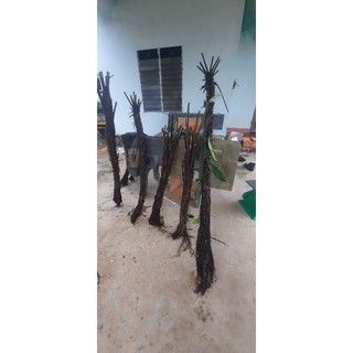 Dương xỉ thân gỗ cây cao 1 mét