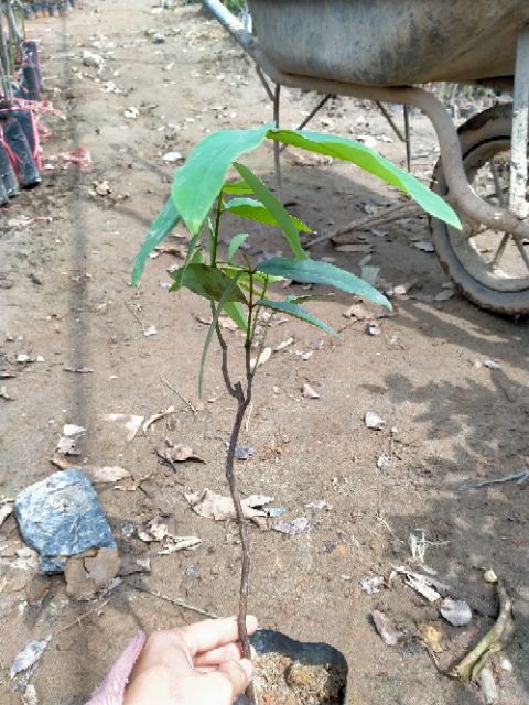 COMBO 3 CÂY HOA OSAKA VÀNG