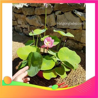 Hạt Giống Hoa Sen Nhật Mini- [ Tặng bộ dụng cụ làm vườn Mini 3 món ] VIETGAR