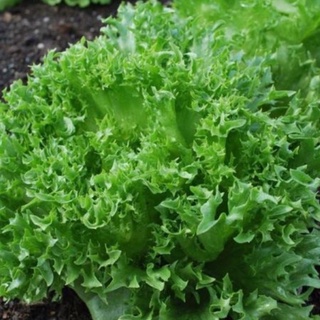 500 HẠT GIỐNG XÀ LÁCH THỦY TINH FRILL THÁI LAN CHỊU NHIỆT