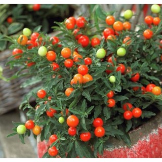 Hạt Giống Ớt Tròn /Ớt Kiểng Trái Tròn ( 30 Hạt) - Dễ Trồng, Trái Nhiều, Cay Vừa Thơm Ngon - MUA 3 TẶNG 1 CÙNG LOẠI