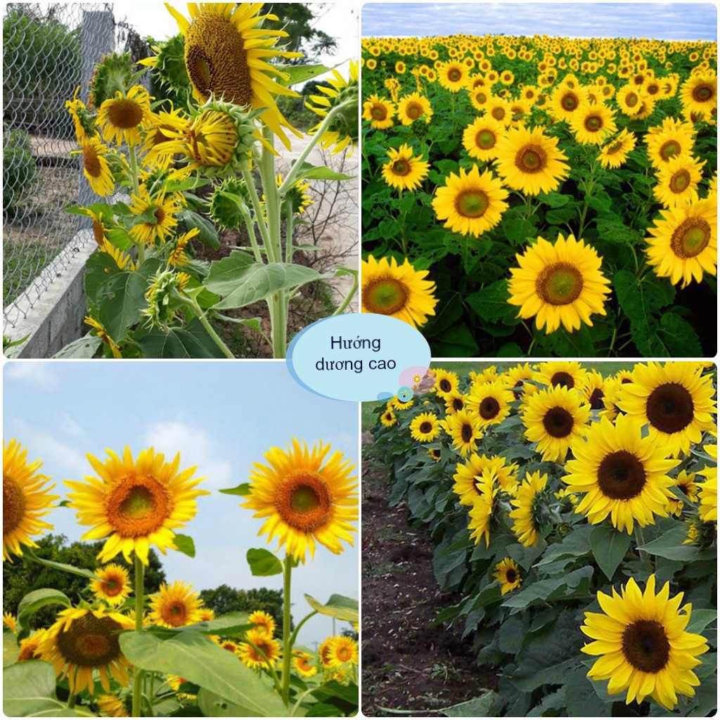 Hạt Giống Hoa Hướng Dương Cao