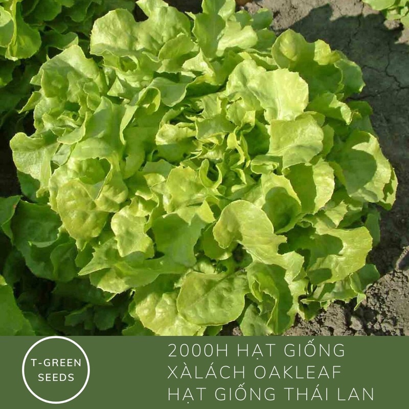 Hạt giống xà lách oakleaf