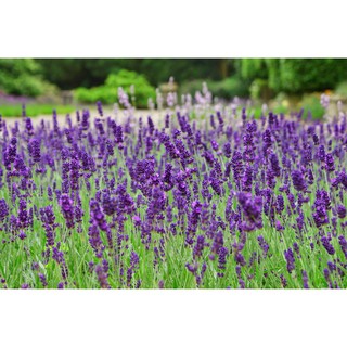 Hạt giống hoa Oải Hương F1 _ Lavender
