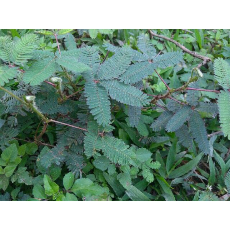Cay xấu hổ hoa tím cây mắc cỡ