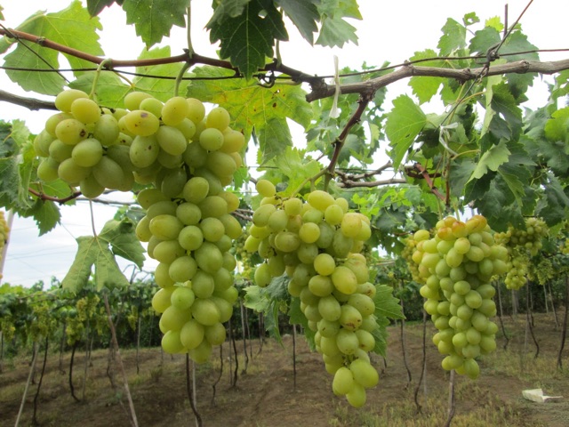 Cây Nho Xanh Trái Dài Ninh Thuận