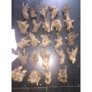 CỦ HOA MẪU ĐƠN (theo size) - 1 Củ