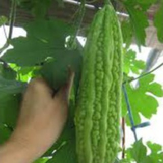 10 HẠT GIỐNG KHỔ QUA