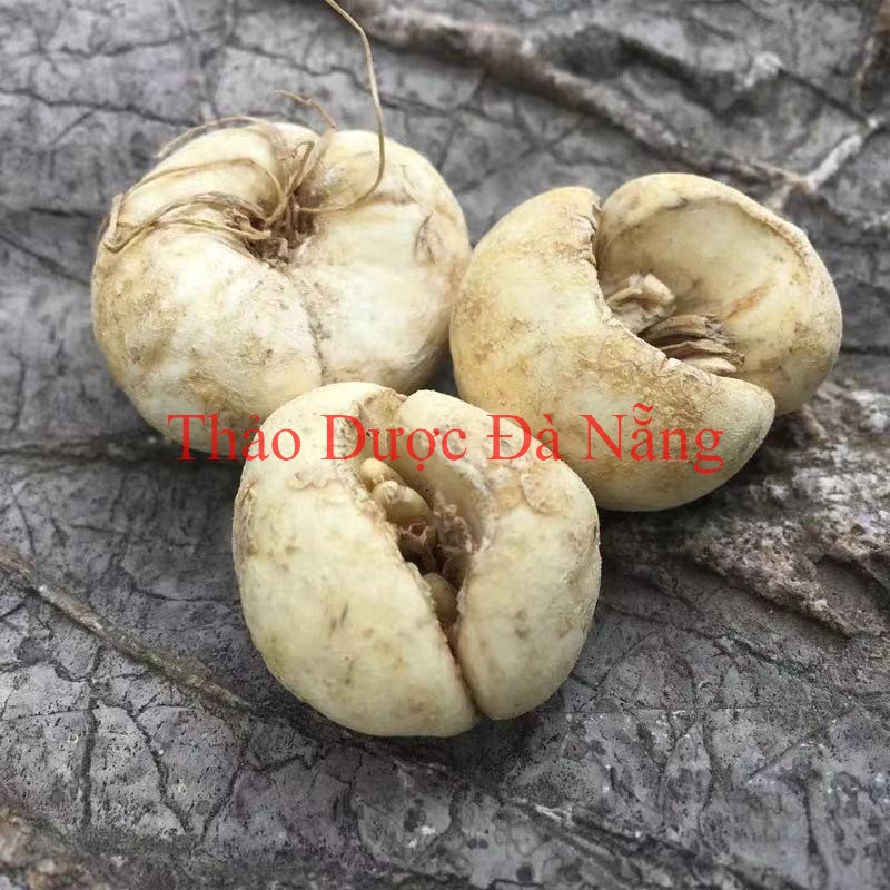 Thổ Bối Mẫu loại 1 _100 gram
