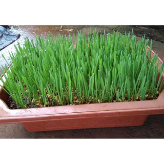 1kg Cỏ Lúa Mì (1kg)