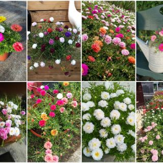 8000 hạt giống hoa mười giờ kép nhiều màu