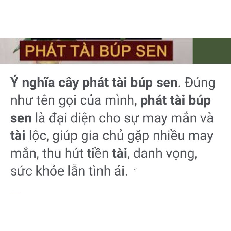 Cây phát tài búp sen  thủy sinh cao 30_40cm