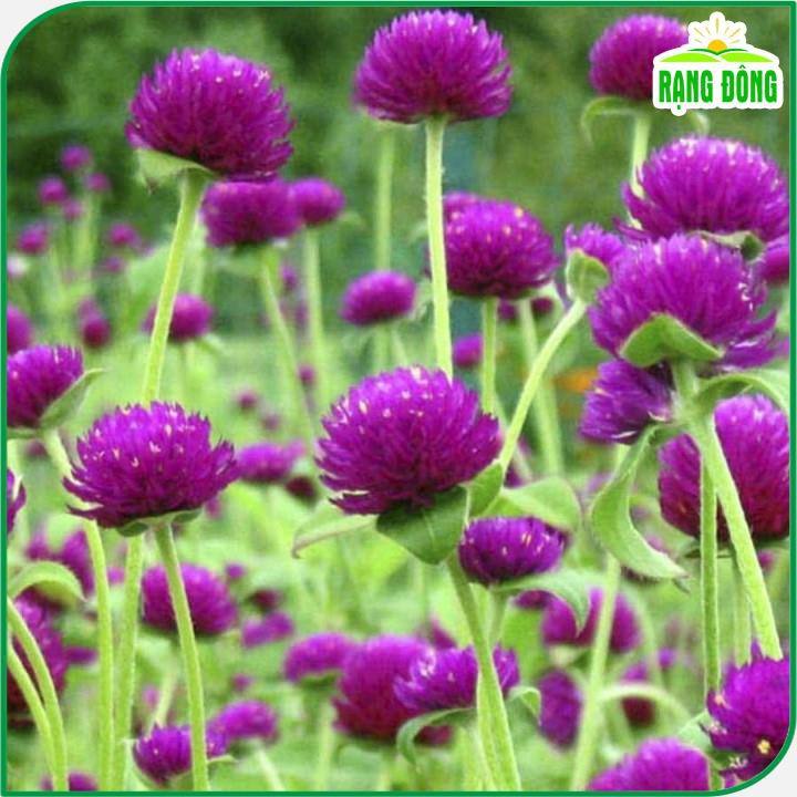 Hạt giống Hoa Cúc Bách Nhật Tím trồng quanh năm, hoa ra liên tục - Hạt giống Rạng Đông