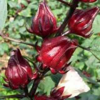 Gói 20 hạt giống atiso đỏ