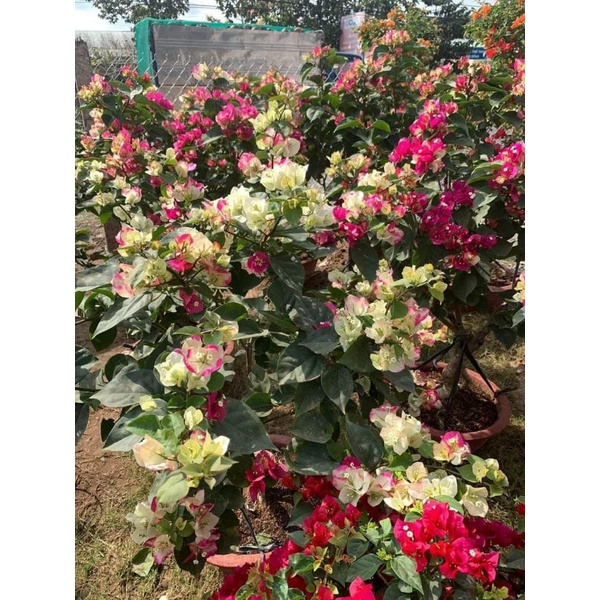 Hoa giấy đổi màu ấn độ