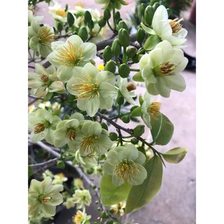 2 cây mai xanh giống ( thanh mai hay mai trắng xanh )