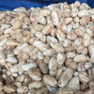 Chuối rừng khô cả quả