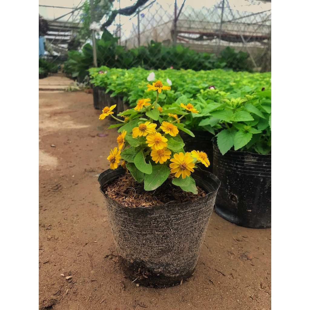 Cây hoa cúc mặt trời đã có hoa và nhiều nụ, cây cao 15 - 20cm có sức sống khỏe thích hợp trang trí sân vườn