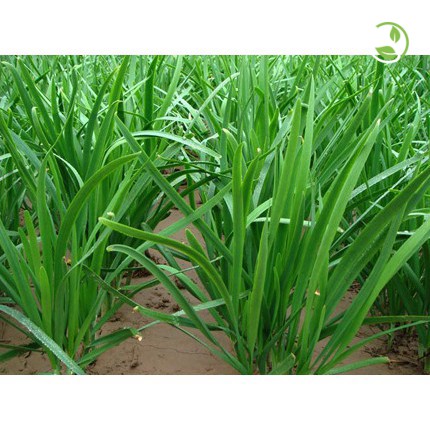 Hạt Giống Hẹ Cao Sản, Chất Lượng Cao Phú Nông - Gói 2gr - Chinese Chives