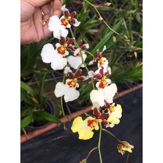 Hoa lan vũ nữ tiểu thần tiên