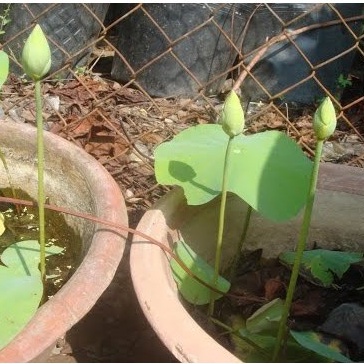 Combo 10 Hạt giống hoa Sen Mini Nhật Bản (Lotus) (Gói 10 hạt đủ bộ 10 màu)
