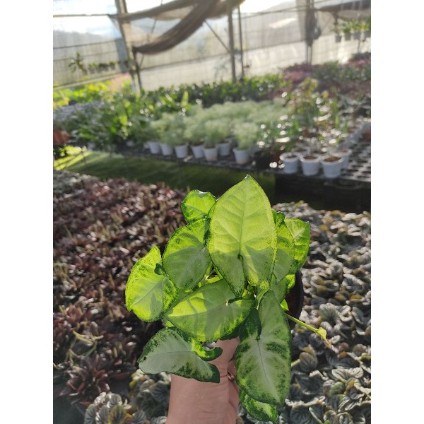 Chậu cứng Syngonium pixie