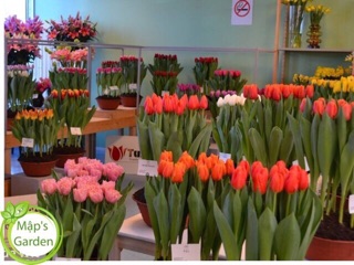 (GIỐNG HÀ LAN) củ hoa tulip