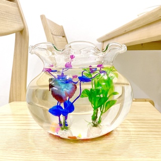 Bể Cá Mini Thủy Tinh Hồ Cá Miệng Bèo D17Cm X H16Cm - B11 ( Tặng kèm combo 2 phụ kiện trang trí )
