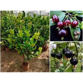 Cây giống cherry Brazil (ra trái siêu sớm)