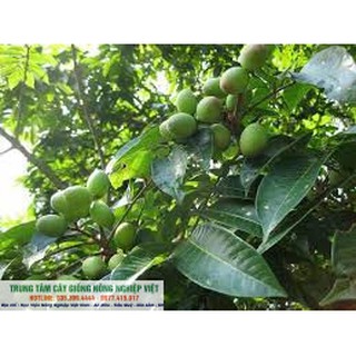 Cây Giống Trám Trắng